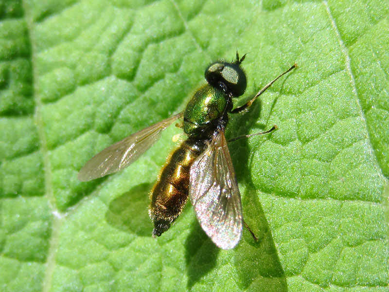 Chloromyia formosa maschio (Stratiomyidae)